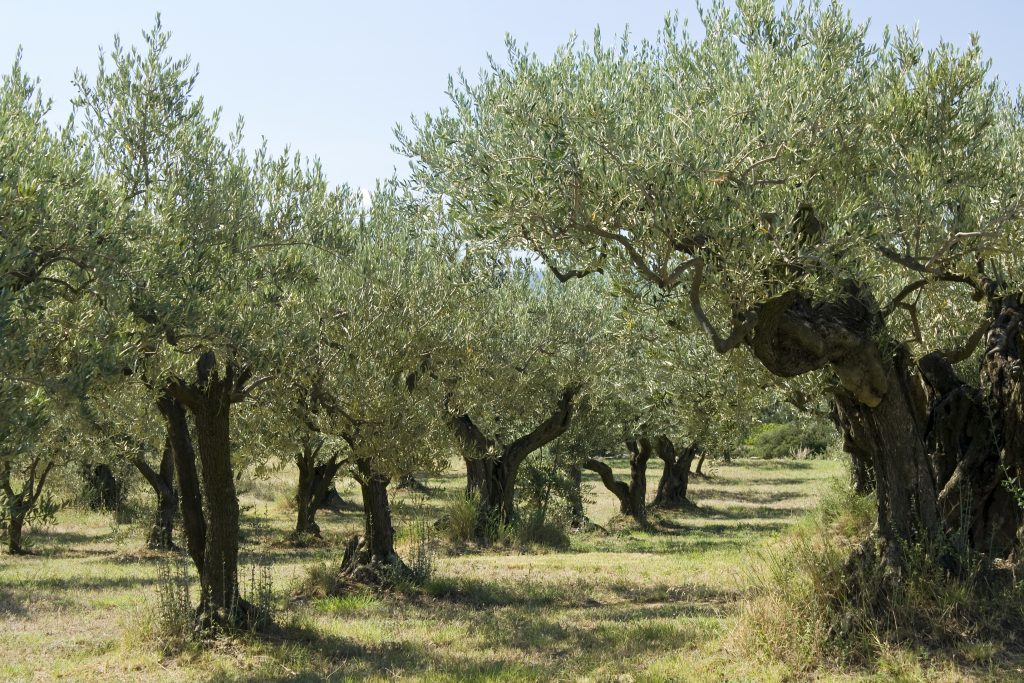 end of October – Walk through the olive trees